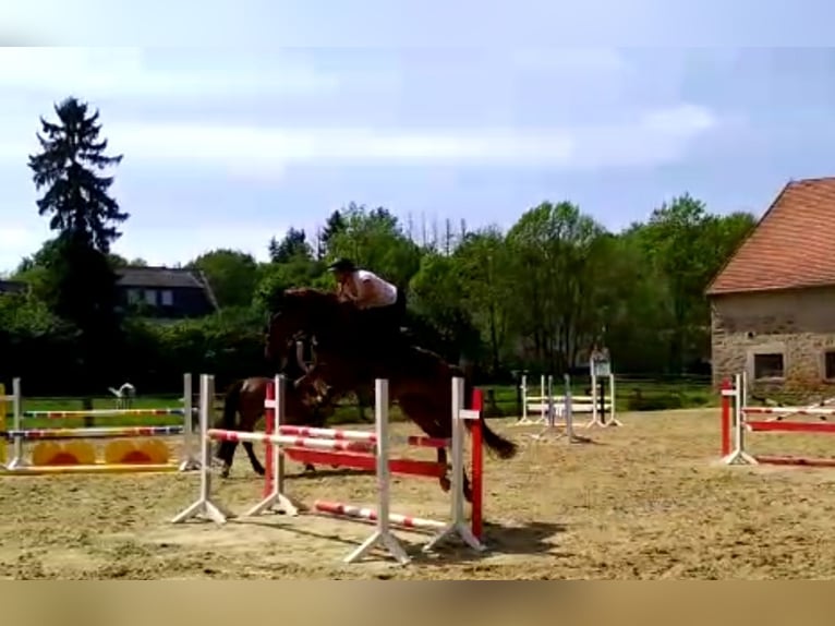 Westphalian Mare 14 years 16,2 hh Chestnut-Red in Twistetal Westphalian Mare 14 years 16,2 hh Chestnut-Red in Twistetal