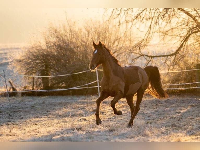 Westphalian Mare 14 years 16,2 hh Chestnut-Red in Twistetal Westphalian Mare 14 years 16,2 hh Chestnut-Red in Twistetal