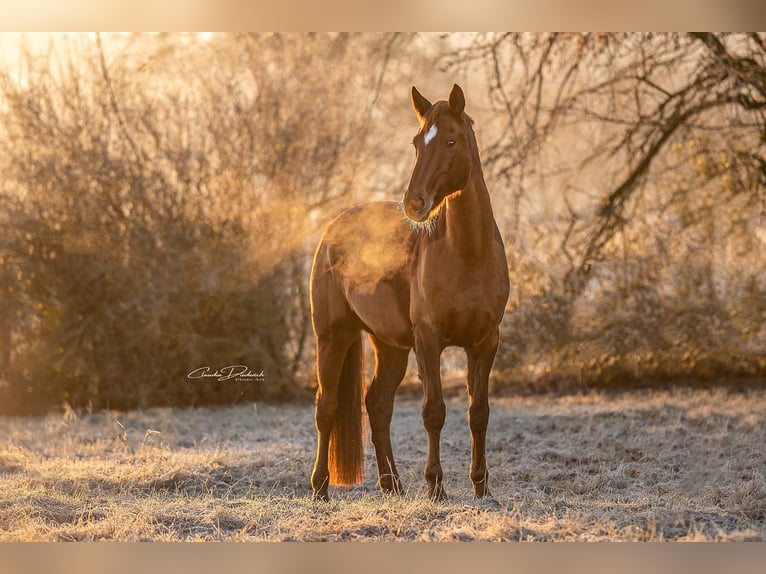 Westphalian Mare 14 years 16,2 hh Chestnut-Red in Twistetal Westphalian Mare 14 years 16,2 hh Chestnut-Red in Twistetal