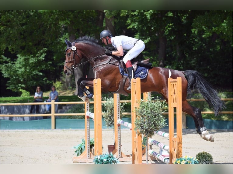 Westphalian Mare 14 years 17.1 hh Brown in Korntal-Münchingen