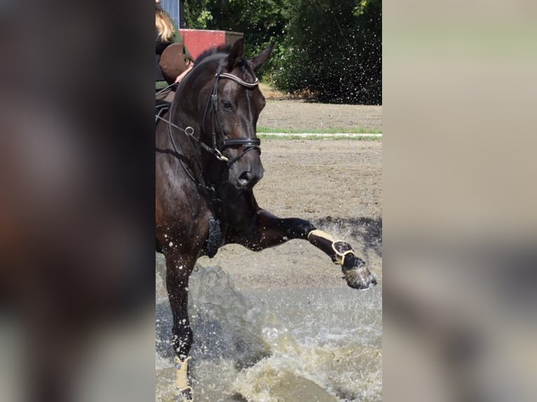 Westphalian Mare 14 years 17 hh Bay-Dark in Drensteinfurt