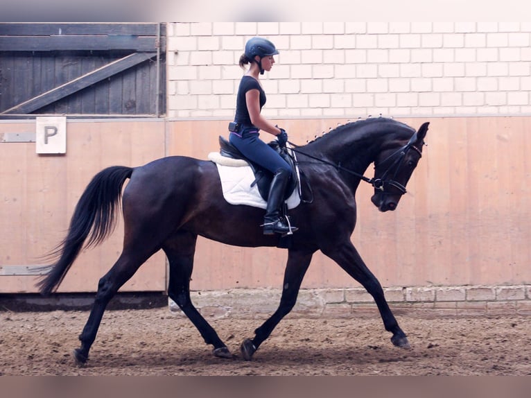Westphalian Mare 14 years 17 hh Bay-Dark in Drensteinfurt