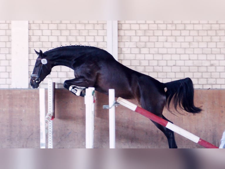 Westphalian Mare 14 years 17 hh Bay-Dark in Drensteinfurt