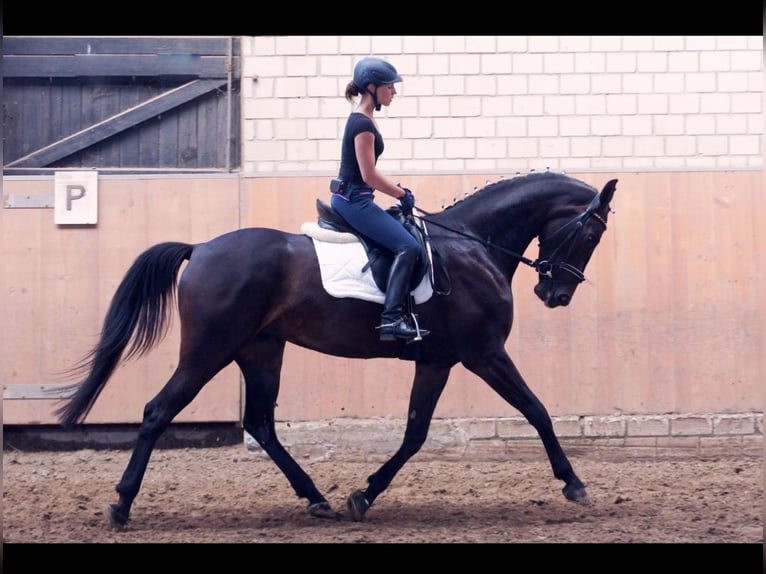 Westphalian Mare 14 years 17 hh Bay-Dark in Drensteinfurt