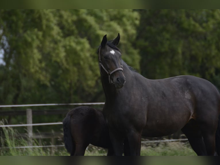 Westphalian Mare 14 years 17 hh Black in Borken
