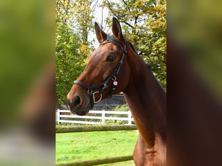 Westphalian Mare 14 years 17 hh Brown in Arnsberg