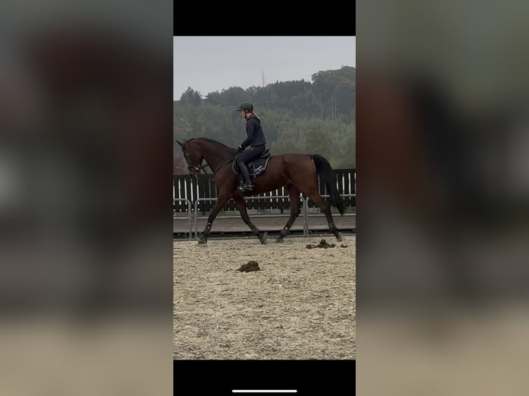 Westphalian Mare 14 years 17 hh Brown in Arnsberg
