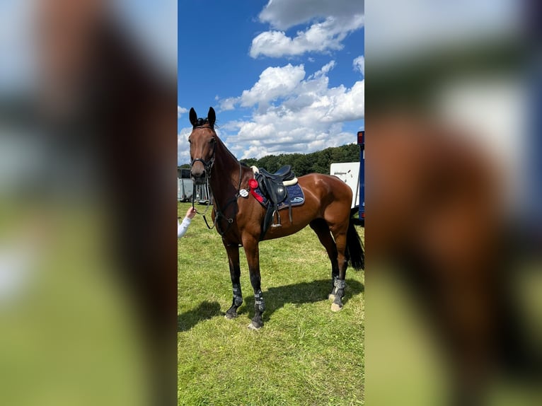 Westphalian Mare 14 years 17 hh Brown in Arnsberg