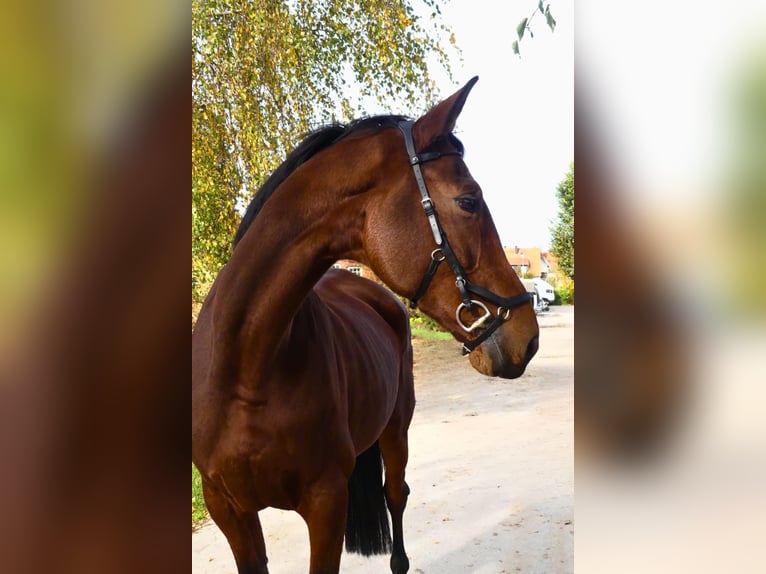 Westphalian Mare 14 years 17 hh Brown in Arnsberg