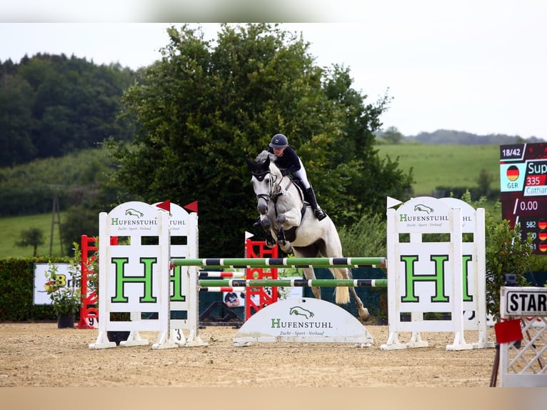 Westphalian Mare 14 years 17 hh Grey in Lindlar