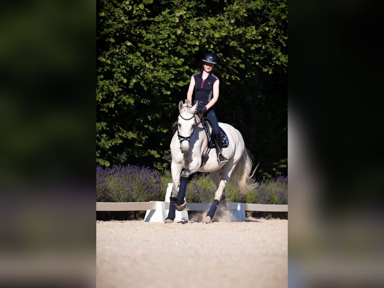 Westphalian Mare 14 years 17 hh Grey in Lindlar