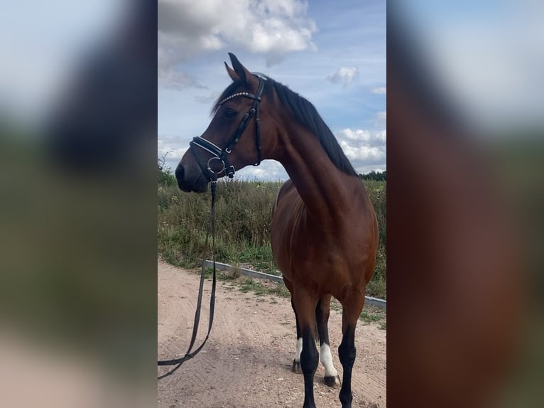 Westphalian Mare 15 years 15,2 hh Brown in Bismark (Altmark)