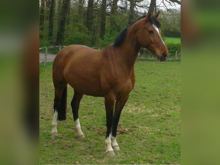 Westphalian Mare 15 years 16,1 hh Brown in Schmalkalden