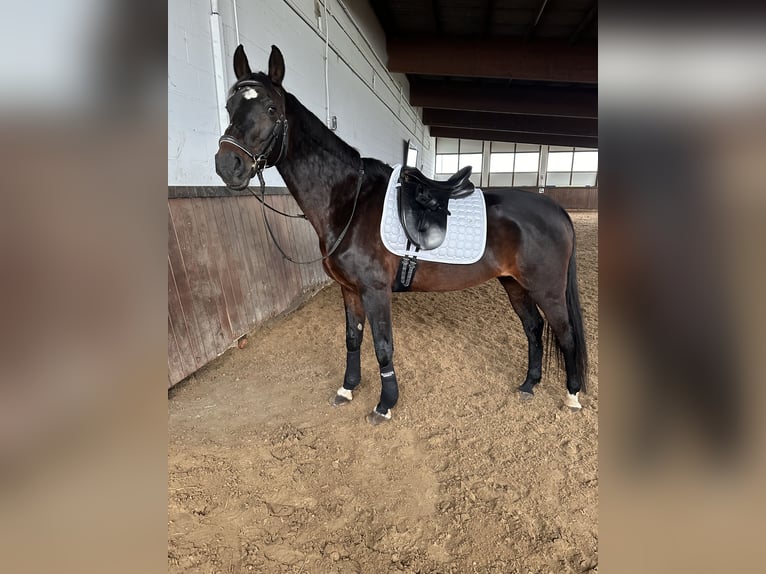 Westphalian Mare 15 years 16,1 hh Brown in Dillenburg