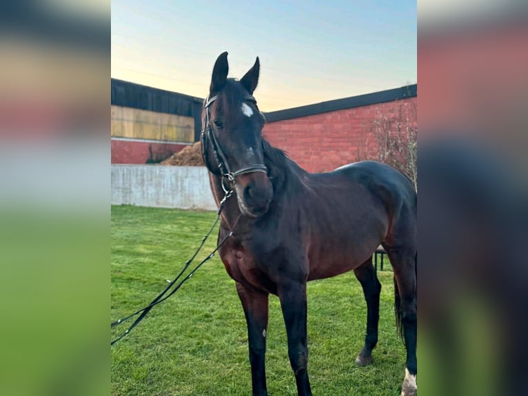 Westphalian Mare 15 years 16,1 hh Brown in Dillenburg