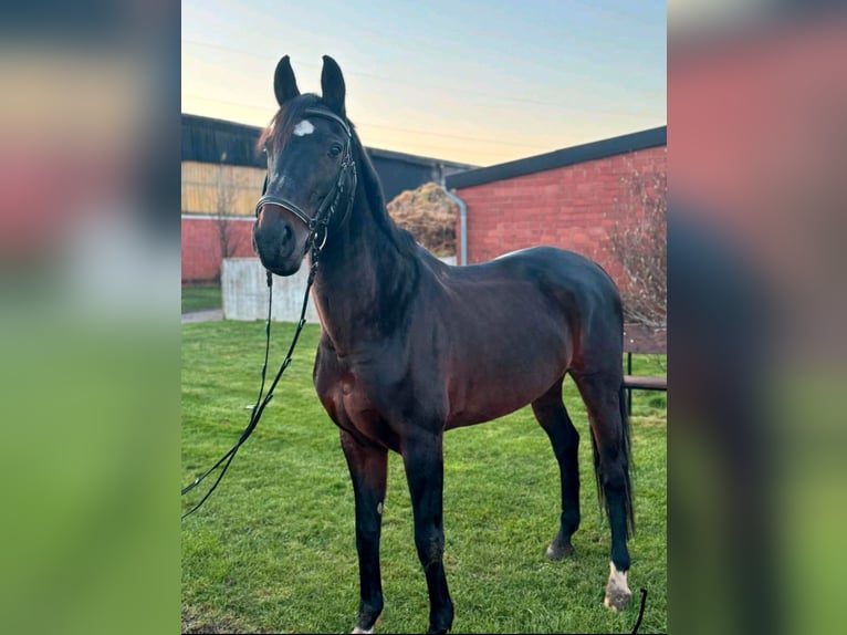 Westphalian Mare 15 years 16,1 hh Brown in Dillenburg