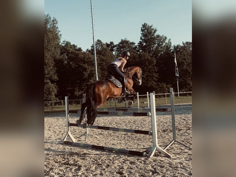 Westphalian Mare 15 years 16.1 hh Brown in Büren