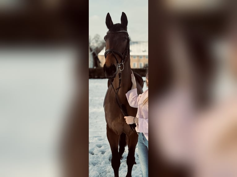 Westphalian Mare 15 years 16.1 hh Brown in Büren
