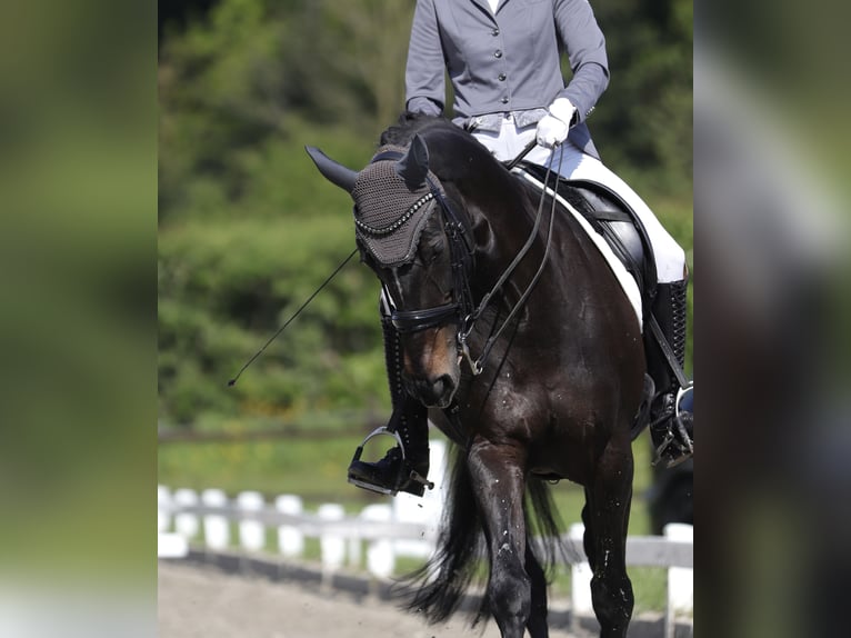 Westphalian Mare 15 years 16,2 hh Black in Stolberg (Rheinland)