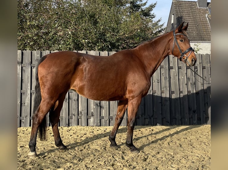 Westphalian Mare 15 years 16,2 hh Brown in Oberhausen