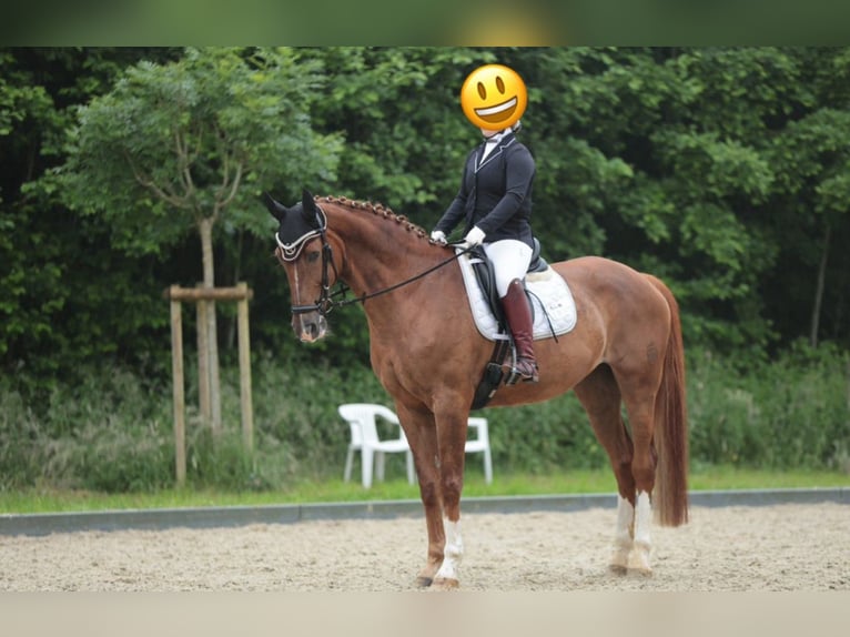 Westphalian Mare 15 years 16,3 hh Chestnut in Wesel