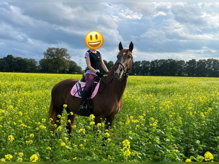 Westphalian Mare 15 years 16,3 hh Chestnut in Wesel