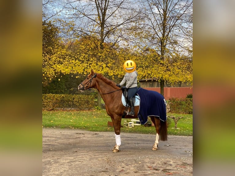 Westphalian Mare 15 years 16,3 hh Chestnut in Wesel