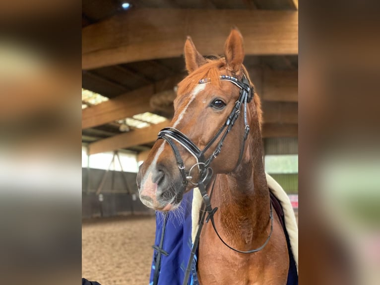 Westphalian Mare 15 years 16,3 hh Chestnut in Wesel