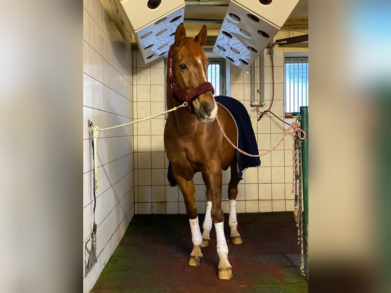 Westphalian Mare 15 years 16,3 hh Chestnut in Wesel