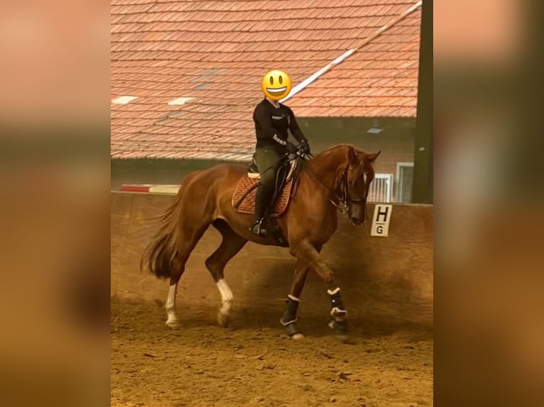 Westphalian Mare 15 years 16,3 hh Chestnut in Wesel