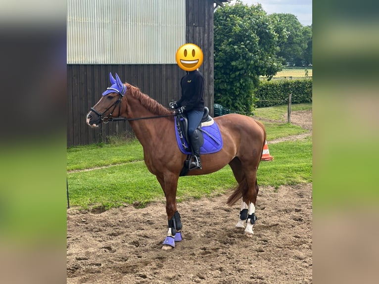 Westphalian Mare 15 years 16,3 hh Chestnut in Wesel