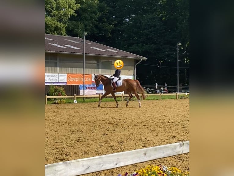 Westphalian Mare 15 years 16,3 hh Chestnut in Wesel