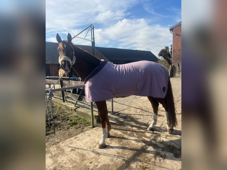 Westphalian Mare 15 years 16,3 hh Chestnut in Wesel