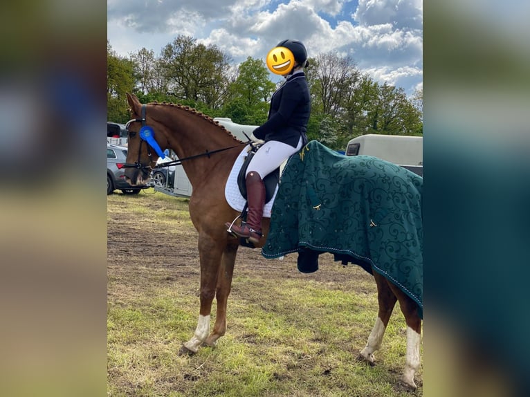 Westphalian Mare 15 years 16,3 hh Chestnut in Wesel