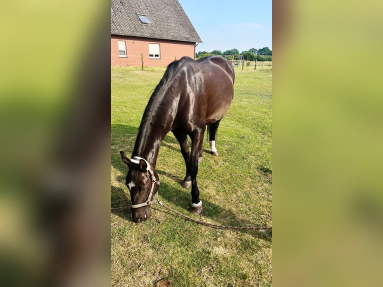 Westphalian Mare 15 years 16 hh Bay-Dark in Rahden