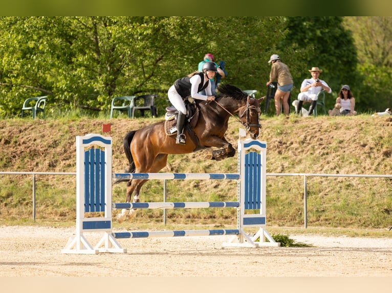 Westphalian Mare 15 years 16 hh Bay-Dark in Mayen