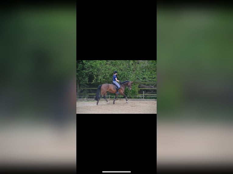 Westphalian Mare 15 years 16 hh Brown in Mönchengladbach