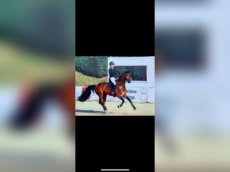 Westphalian Mare 15 years 16 hh Brown in Mönchengladbach