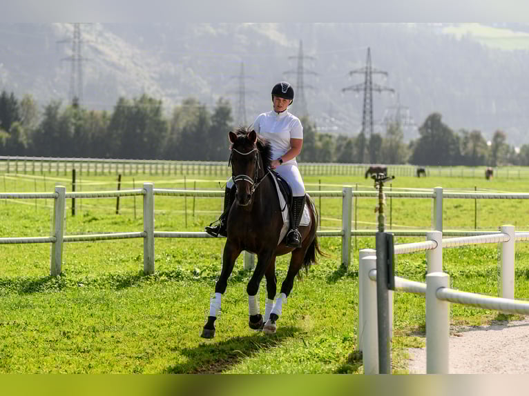 Westphalian Mare 15 years 16 hh Brown in Jenbach