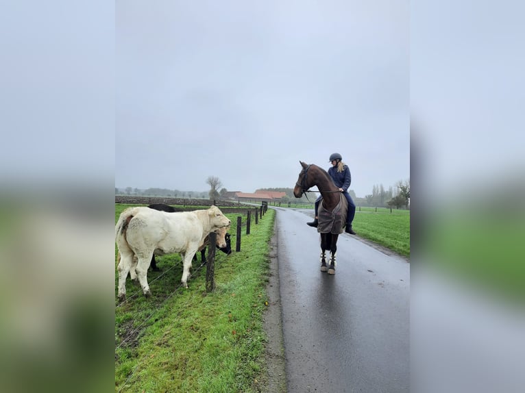 Westphalian Mare 15 years 16 hh Brown in Drensteinfurt