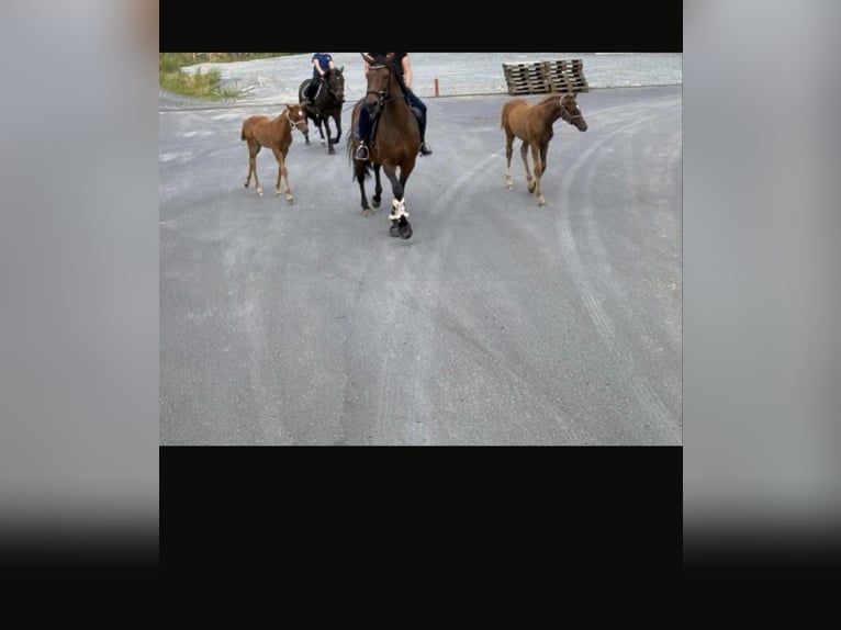 Westphalian Mare 15 years 16 hh Brown in Roßbach