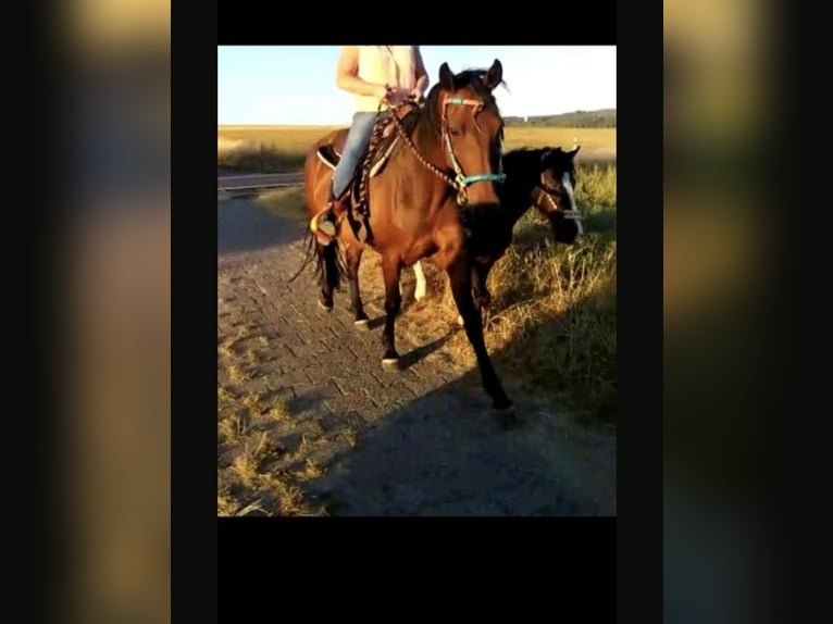 Westphalian Mare 15 years 16 hh Brown in Roßbach