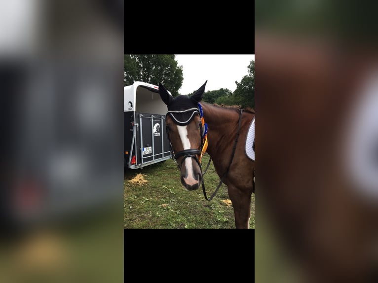 Westphalian Mare 15 years 16 hh Chestnut in Verl