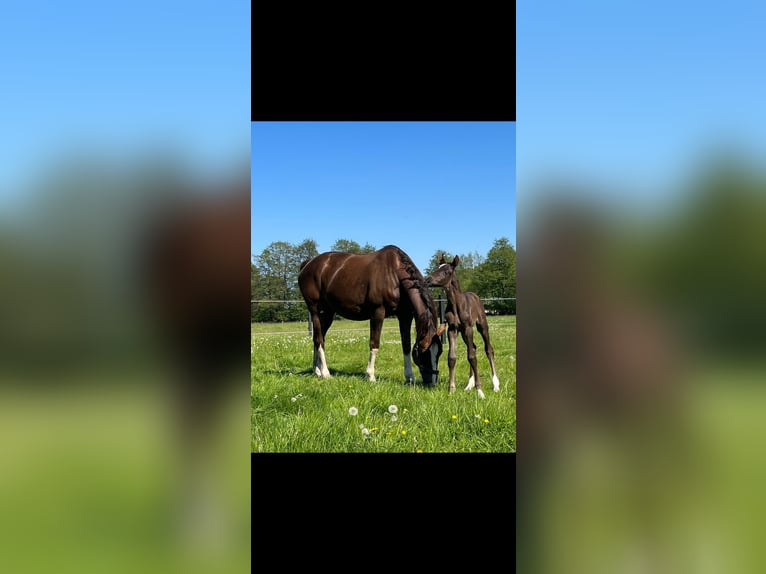 Westphalian Mare 15 years 16 hh Chestnut in Verl