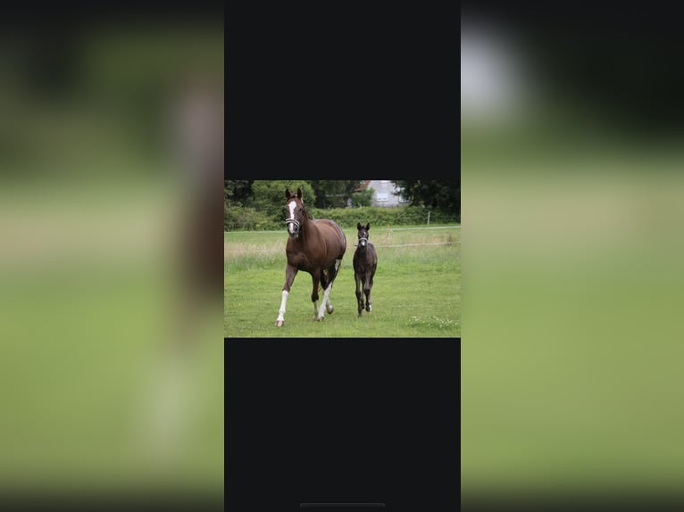 Westphalian Mare 15 years 16 hh Chestnut in Verl