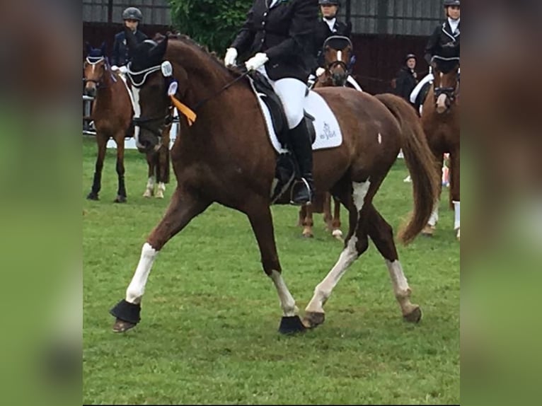 Westphalian Mare 15 years 16 hh Chestnut in Verl