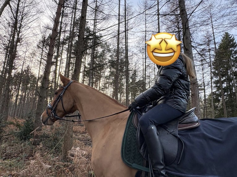 Westphalian Mare 15 years 16 hh Chestnut-Red in Münster