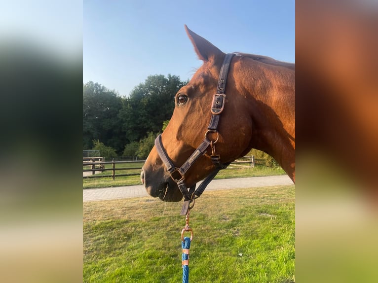 Westphalian Mare 15 years 16 hh Chestnut-Red in Münster
