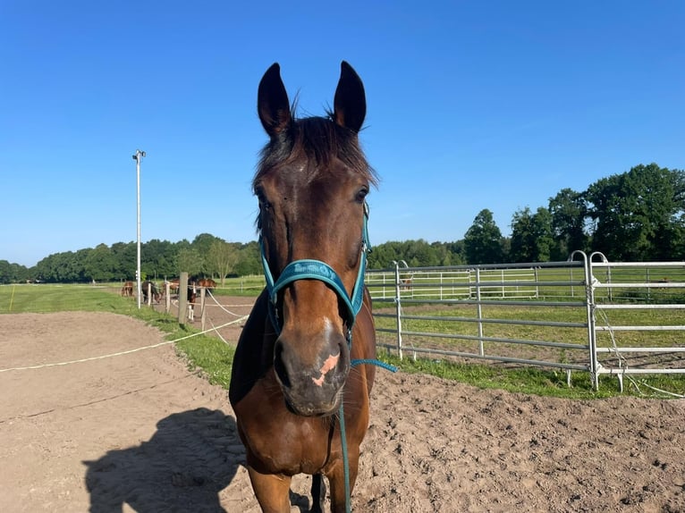 Westphalian Mare 15 years 16,1 hh Bay-Dark in G&#xFC;tersloh