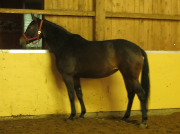Westphalian Mare 15 years 16,2 hh Bay-Dark in Frankenberg